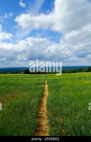 Wealdway voie longue distance traversant le champ de blé jeune entre Bidborough et Haysden au début de l'été, Kent, Angleterre Banque D'Images