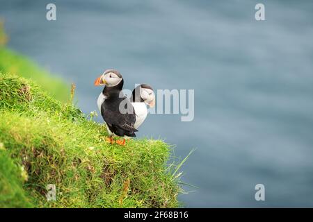 Couple de célèbres oiseaux féroïens - puffins Banque D'Images