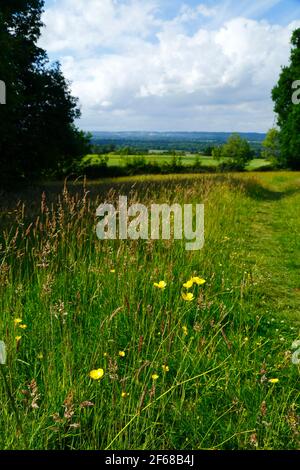 Prairie de fleurs sauvages sur le sentier de grande distance de Wealdway entre Bidborough et Haysden au début de l'été, Medway Valley in distance, Kent, Angleterre Banque D'Images