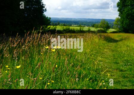 Prairie de fleurs sauvages sur le sentier de grande distance de Wealdway entre Bidborough et Haysden au début de l'été, Medway Valley in distance, Kent, Angleterre Banque D'Images