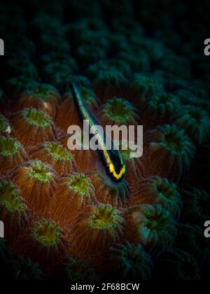 Goby Sharknose (Gobiosoma evelynae) Il se trouve sur des coraux durs sur le récif au large des Hollandais Isalnd des Caraïbes de St Martin Banque D'Images