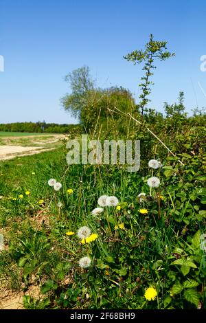 Pissenlits communs (Taraxacum officinale) à hedgerow, près du champ de blé nouvellement planté dans la vallée de Medway, près de Haysden, au début de l'été, Kent, Royaume-Uni Banque D'Images