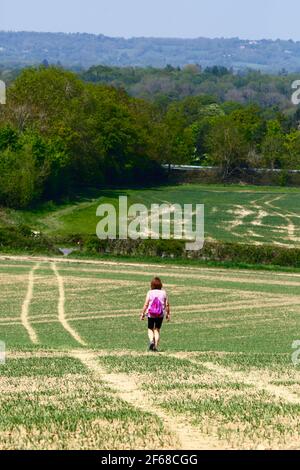 Une femme qui fait de la randonnée sur le champ de blé nouvellement planté sur le sentier de randonnée longue distance Wealdway entre Bidborough et Haysden au début de l'été, dans le Kent, en Angleterre Banque D'Images
