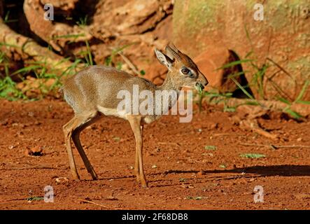 DikDik (Madoqua kirkii) de KIRK, homme adulte mangeant le PN de Tsavo East, Kenya Novembre Banque D'Images