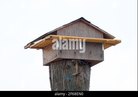 La boîte de nidification de la chouette de la grange est construite en raison de la détérioration des anciennes granges. Pitt Meadows, B. C., Canada. Photo. Banque D'Images