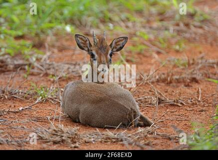 DikDik (Madoqua kirkii) de KIRK, mâle adulte couché au sol, NP ouest de Tsavo, Kenya Novembre Banque D'Images