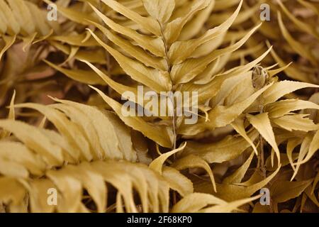 Fond doré et vert. Motif sans couture sur les branches jaunes avec feuilles. Banque D'Images