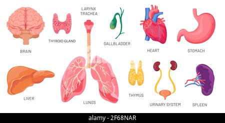 Organes internes. Parties du corps anatomique humain, cerveau, estomac, rein et rate. Caricature système urinaire, coeur et poumons. Ensemble de vecteurs d'organe Illustration de Vecteur