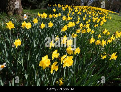 Bank of Golden Daffodils fleurir au soleil de printemps en mars 2021 - Reading, Berkshire, Angleterre, Royaume-Uni Banque D'Images