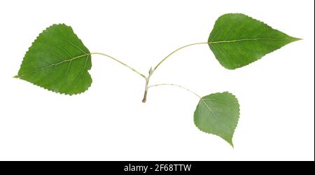 Peuplier baumier, branche de Populus balsamifera isolée sur fond blanc Banque D'Images