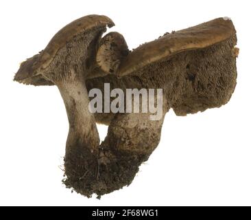 Champignons Hedgehog isolés sur fond blanc Banque D'Images