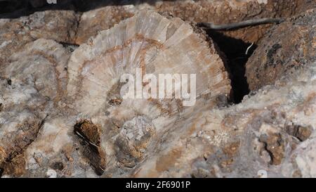 Echinosphaerites aurantium) trouvé sur le mont Hymettus, en Grèce Banque D'Images