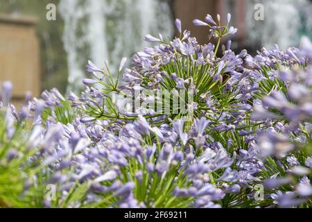 Fontaine de bataille à Grenade entourée de fleurs d'agapanthe pourpres (Agapanthus africanus) baignées dans l'eau rafraîchissante Banque D'Images