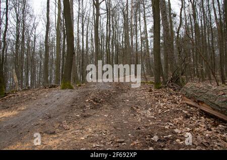 Piste de descente récemment construite dans la forêt avec des sauts et courbes étroites Banque D'Images