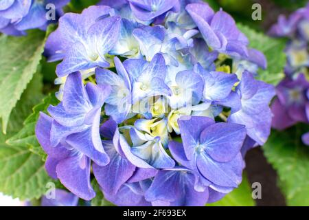 Hortensia bleu-violet dans un jardin par une belle journée d'été. Belle fleur de fleurs tender hortensia texture fleurs, vue rapprochée. Fleur d'hortensia avec Banque D'Images