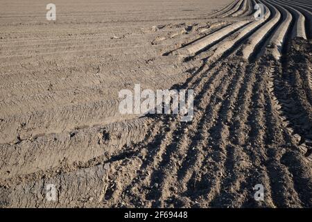 Rangée de terreau, préparation du sol pour le champ agricole pour cultiver la plante. Banque D'Images
