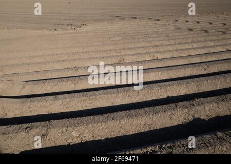 Rangée de terreau, préparation du sol pour le champ agricole pour cultiver la plante. Banque D'Images