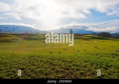 Pâturage des moutons en hiver à Wensleydale, dans le parc national de Yorkshire Dales Banque D'Images