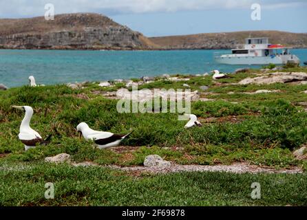 caravelas, bahia / brésil - 22 octobre 2012: L'atoba d'oiseau est vu sur une île dans le Parque Marinho dos Abrolhos dans le sud de Bahia. Banque D'Images