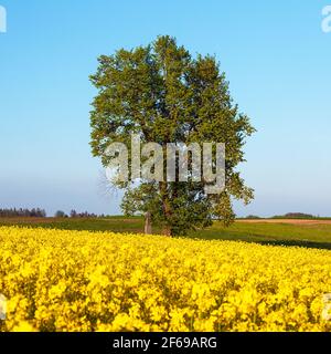 Champ de colza, de canola ou de colza dans le Brassica napus latin avec, lime et crucifix, champ de floraison doré printanier Banque D'Images