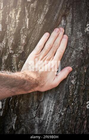 Jeune main mâle touchant l'écorce de l'arbre ancien. Concept de protection de l'environnement, mode de vie écologique. Embrasser la nature. Banque D'Images