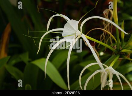 Nénuphars (Hymenocallis caribaea), gros plan d'un spécimen dans un jardin en Thaïlande. Banque D'Images