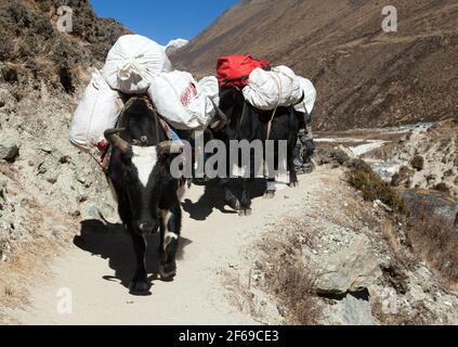 Caravane de yaks, bos grunniens ou bos mutus, en route vers le camp de base de l'Everest - montagnes de l'Himalaya du Népal Banque D'Images