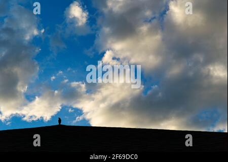 La silhouette Blackbird sur toit contre puffy white coucher soleil nuages et un ciel bleu clair Banque D'Images