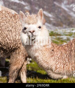 llama ou lama, un portrait de tête d'animal, montagnes des Andes, Pérou Banque D'Images