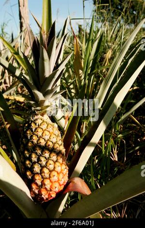 Eunapolis, bahia / brésil - 30 décembre 2009 : plantation d'ananas sur une ferme dans la ville d'Eunapolis. *** Légende locale *** Banque D'Images