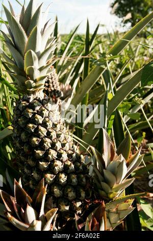 Eunapolis, bahia / brésil - 30 décembre 2009 : plantation d'ananas sur une ferme dans la ville d'Eunapolis. *** Légende locale *** Banque D'Images