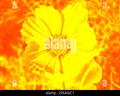 Fleur jaune sur orange - IMAGE rapprochée d'une belle grande fleur, et d'une petite fleur en dessous, manipulée numériquement Banque D'Images