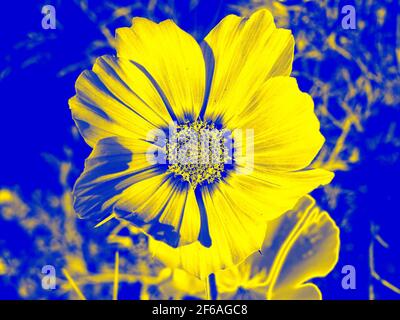 Fleur jaune sur bleu - UNE image de gros plan d'une belle grande fleur, et d'une petite fleur en dessous, manipulée numériquement Banque D'Images
