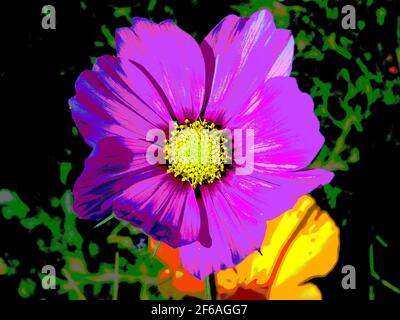 Fuchsia Flower on Black - UNE image de gros plan d'une belle grande fleur, et d'une plus petite fleur en dessous, manipulée numériquement Banque D'Images