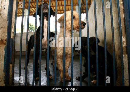 Itabuna, bahia / brésil - 18 novembre 2011 : les chiens abandonnés sont appréhendés par le centre de contrôle de la zoonose dans la ville d'Itabuna. *** local ca Banque D'Images