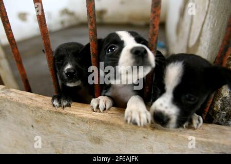 Itabuna, bahia / brésil - 18 novembre 2011 : les chiens abandonnés sont appréhendés par le centre de contrôle de la zoonose dans la ville d'Itabuna. *** local ca Banque D'Images