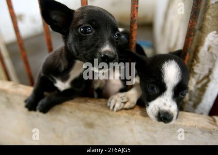 Itabuna, bahia / brésil - 18 novembre 2011 : les chiens abandonnés sont appréhendés par le centre de contrôle de la zoonose dans la ville d'Itabuna. *** local ca Banque D'Images