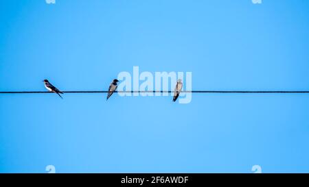 Groupe d'andains assis sur des fils. Les swpermet sont assis sur le fil électrique. Banque D'Images