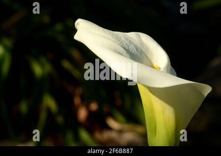 Nénuphar classique, simple beauté d'une fleur avithtis fleur invitant de lignes, forme, motif et design. Dans un cadre naturel. Banque D'Images