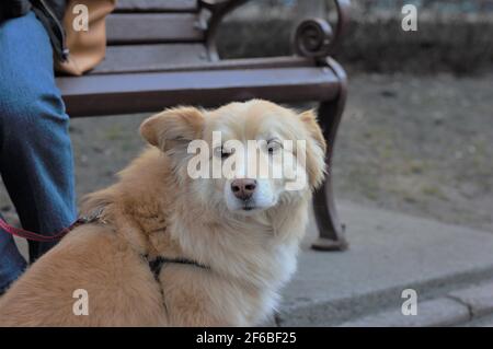 Portrait d'un chien âgé mestizo labrador pour une promenade dans un harnais et une laisse dans le parc. Mise au point douce. Arrière-plan flou Banque D'Images