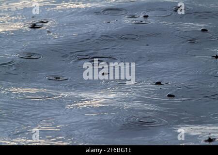 La pluie tombe éclaboussant, rebondissant, en mouvement, gonflant doucement les surfaces d'eau d'une rivière lente. Mouvement doux. Ambiance créative. Provoquait. Fermer Banque D'Images