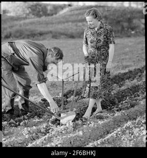 Un employé du TGOJ à la maison sur sa ferme avec charrue à main. La compagnie de circulation Grängesberg-Oxelösund chemins de fer. Banque D'Images