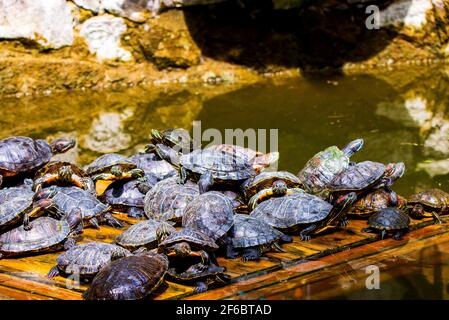 Groupe de curseurs à oreilles rouges ou Trachemys scripta elegans dans le pool. Des dizaines de tortues coulissantes à ventre jaune bronzant sur une surface en bois. Banque D'Images