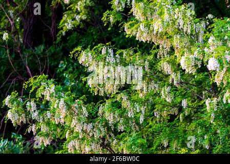 Magnifique acacia blanche en fleurs, ciel bleu, nuages blancs. Banque D'Images