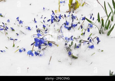 Premier printemps fleurs Squill, Scilla Bifolia dans la neige Banque D'Images