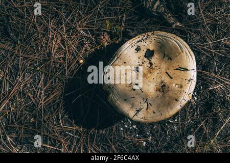 un champignon sauvage vu de près dans une couverture de Feuilles sèches sur le sol d'une forêt en Catalogne Banque D'Images