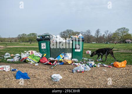 WIMBLEDON LONDRES, ROYAUME-UNI 31 MARS 2021. Un chien gronde autour du passé les piles de déchets, y compris des canettes de bière vides et des bouteilles de vin laissées par les fêtards sur Wimbledon Common, alors que les restrictions de verrouillage ont été assouplies. Credit amer ghazzal/Alamy Live News Banque D'Images