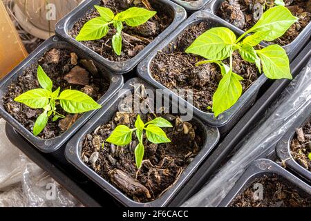 plantules de capsicum plantées dans des pots en plastique avec un mélange de terre, poivrons doux aussi appelés poivrons, peut-être paprika Banque D'Images