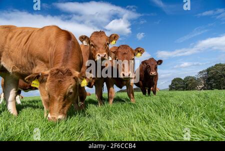 Troupeau curieux de bovins Limousin dans un pâturage, Lancashire, Royaume-Uni. Banque D'Images