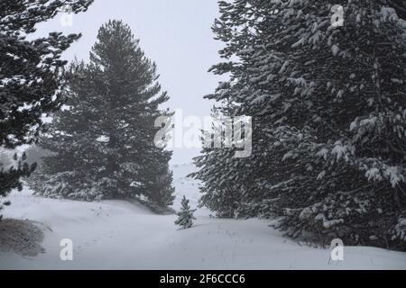 Fortes chutes de neige sur les pins en Sicile, terrain couvert de neige Sur la montagne de l'Etna Park Banque D'Images
